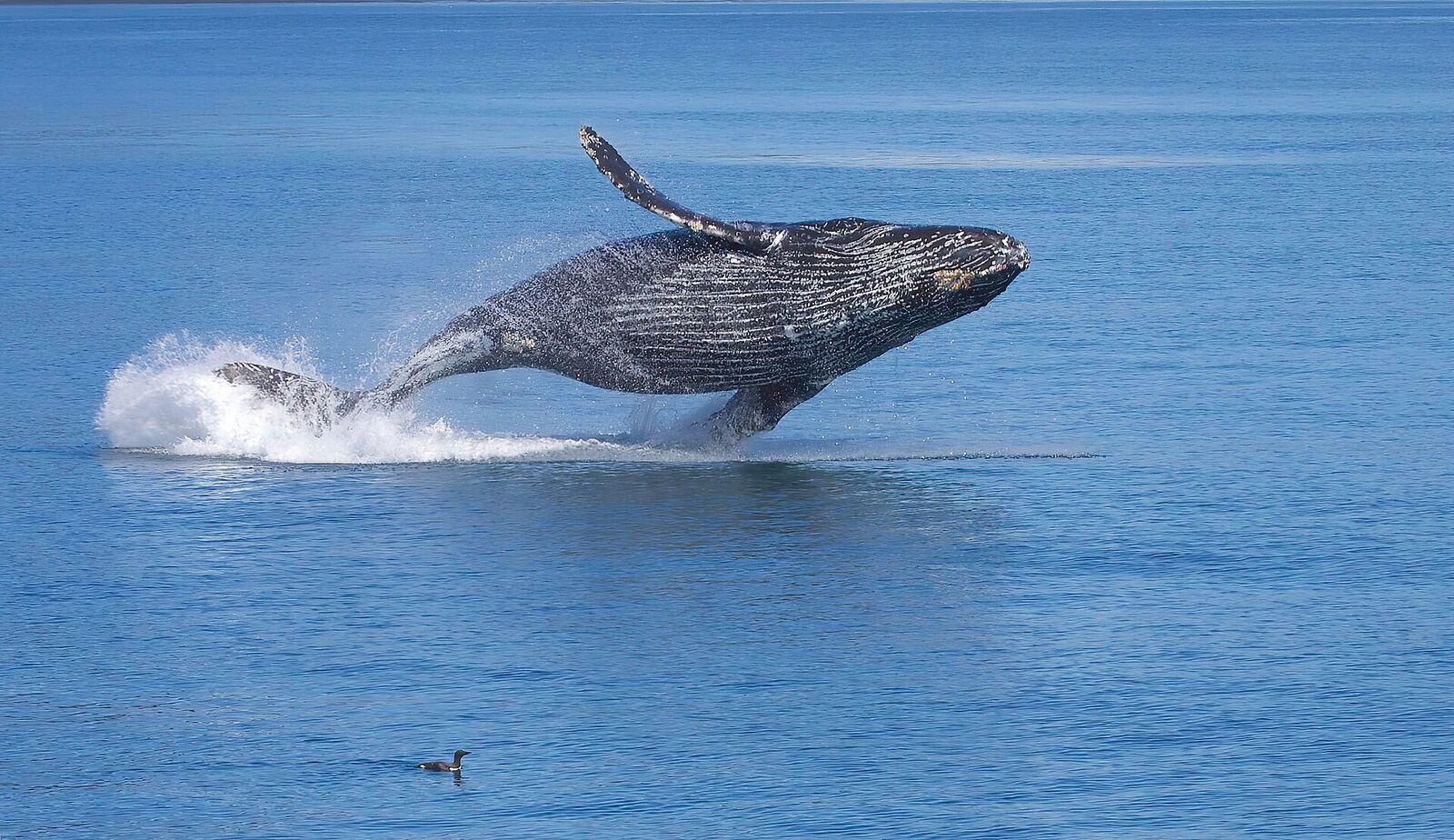 Whale-watching cruise (Jul–Sep)